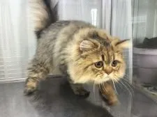 ペルシャ(チンチラ)【山形県・男の子・2021年7月24日・チンチラゴールデン】の写真2