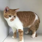 スコティッシュフォールド(立ち耳)【山形県・男の子・2023年4月24日・レッドタビー&ホワイト】の写真3