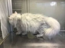 ペルシャ(チンチラ)【山形県・男の子・2021年2月1日・チンチラシルバー】の写真5