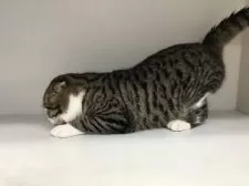 スコティッシュフォールド(折れ耳)【山形県・男の子・2024年7月26日・ブラウンタビー&ホワイト】の写真10