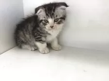 スコティッシュフォールド(折れ耳)【山形県・男の子・2025年4月5日・シルバータビー&ホワイト】の写真11