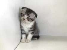 スコティッシュフォールド(折れ耳)【山形県・男の子・2025年4月5日・シルバータビー&ホワイト】の写真12