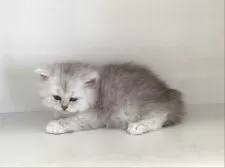 ペルシャ(チンチラ)【山形県・女の子・2025年5月21日・チンチラシルバー】の写真13