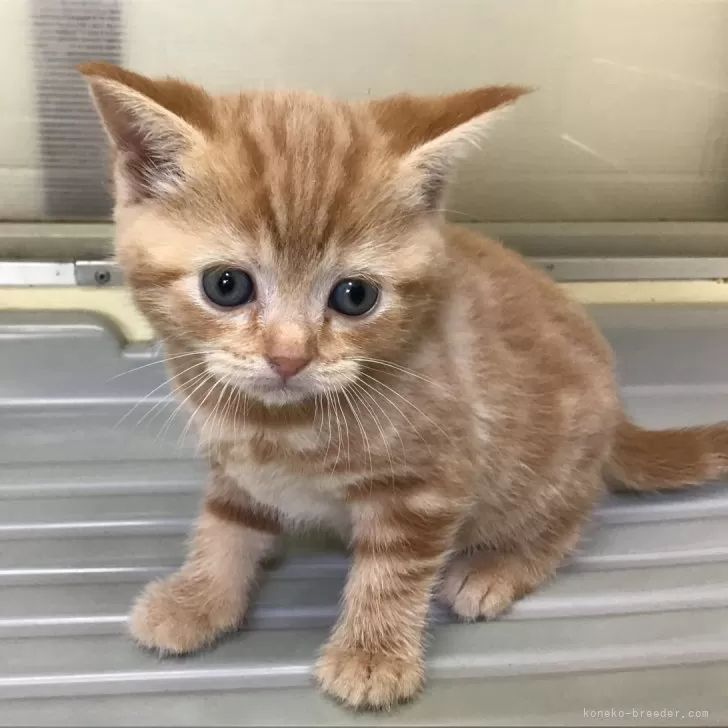 クリノスケ 様のお迎えした子猫