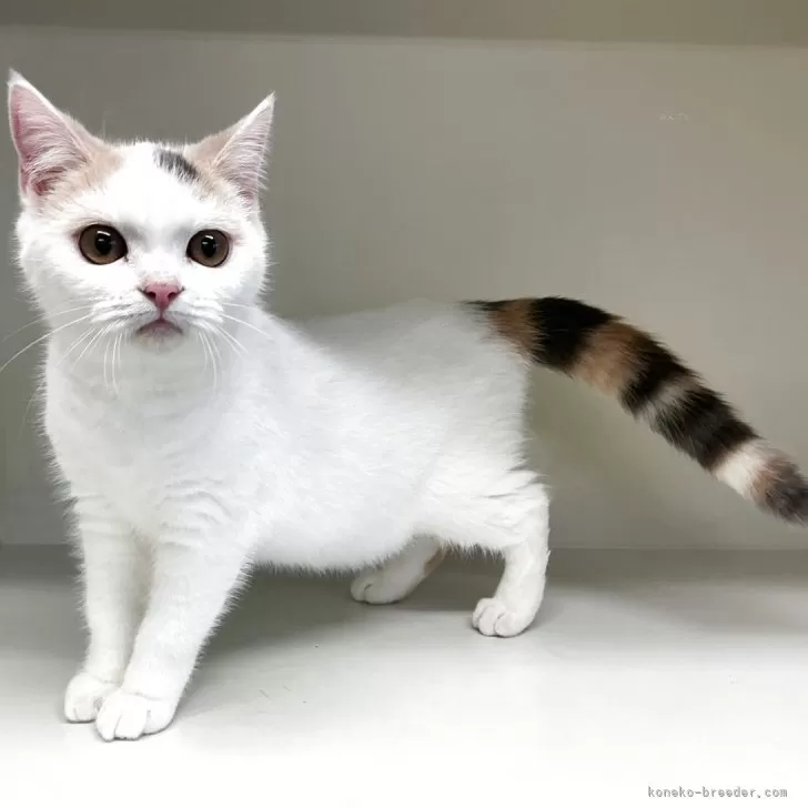 セルカークレックス【山形県・女の子・2025年5月25日・ダイリュートキャリコ】の写真1