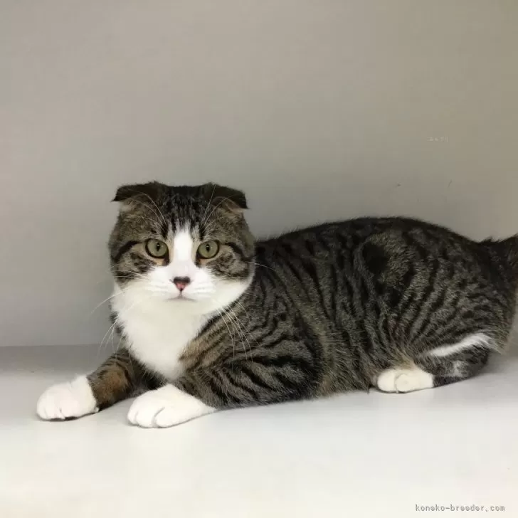 ID：2410-00259の子猫