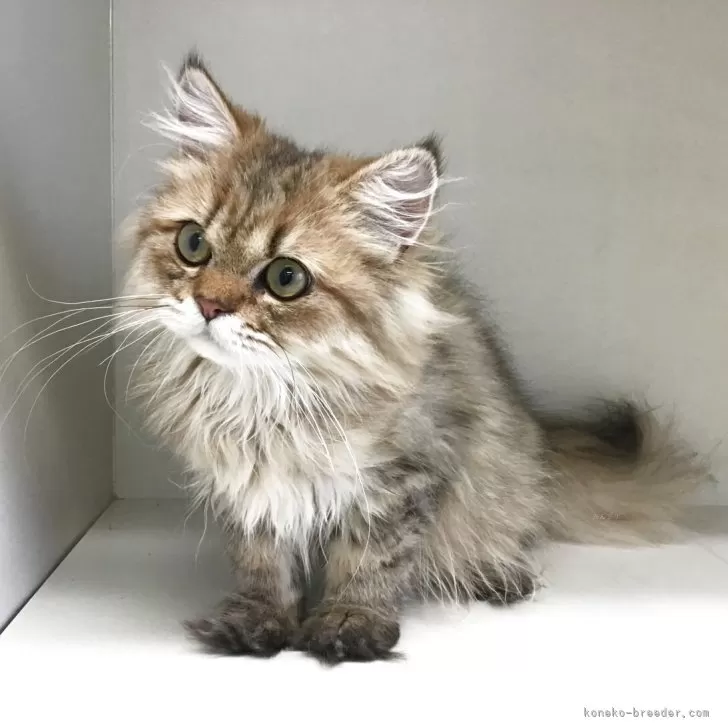 ナリナリ 様のお迎えした子猫