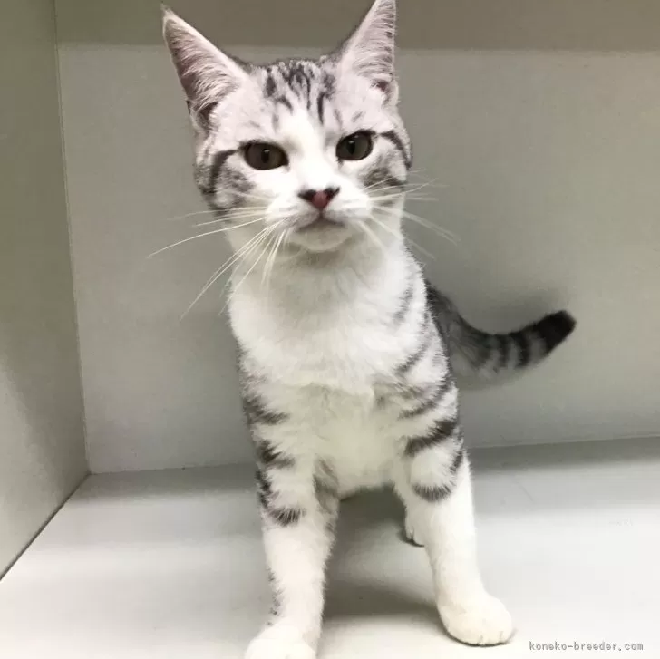ID:2410-00272の子猫