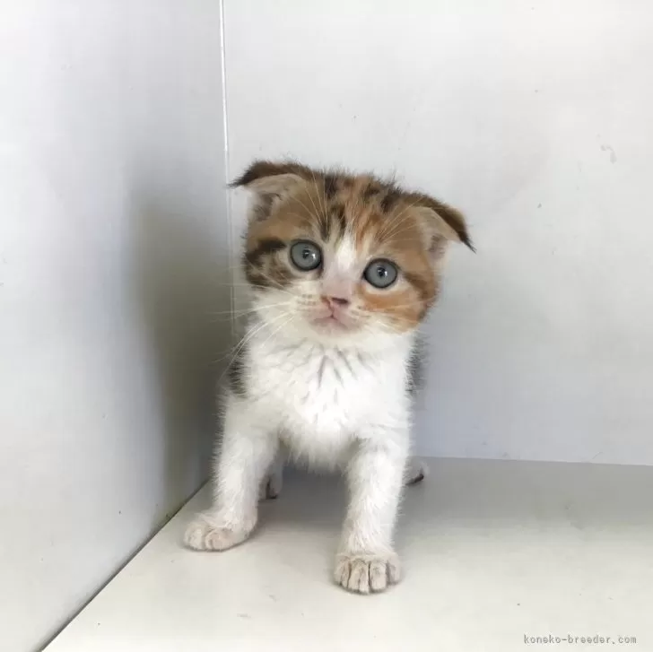 さく 様のお迎えした子猫
