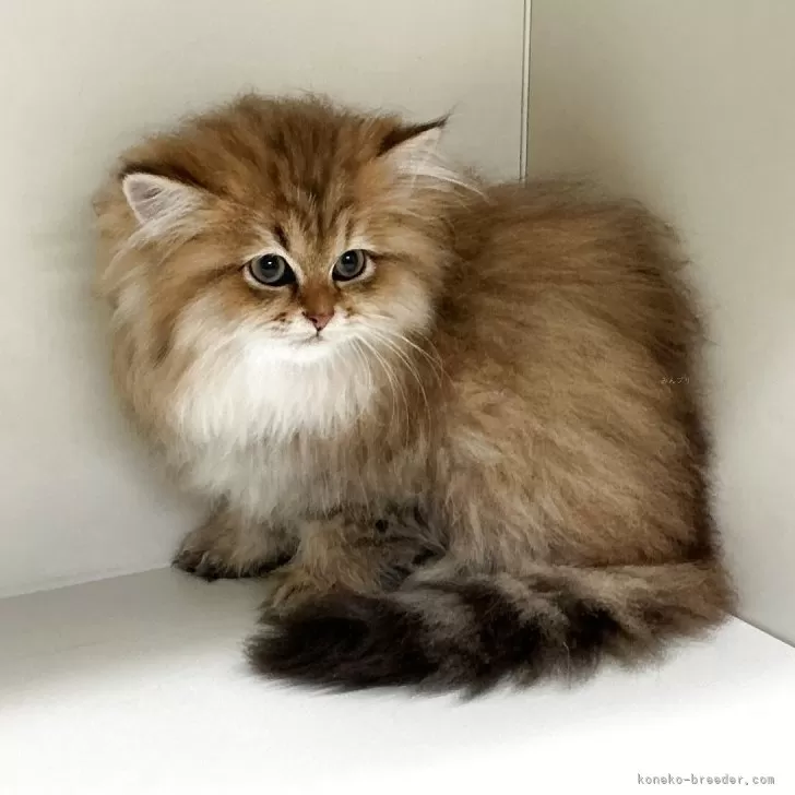 ペルシャ(チンチラ)【山形県・女の子・2025年8月12日・チンチラゴールデン】の写真1