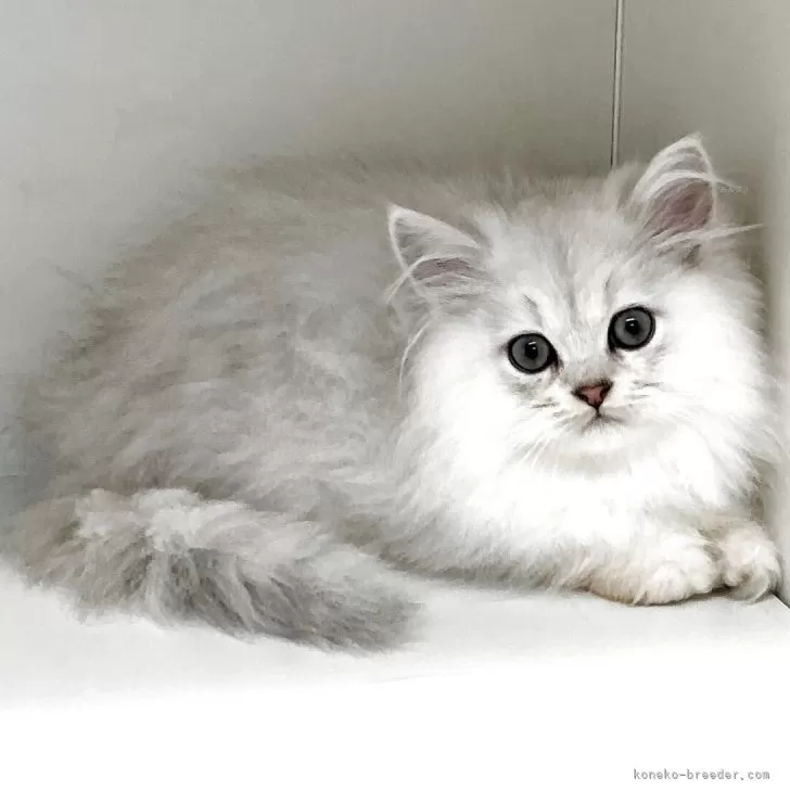ペルシャ(チンチラ)【山形県・男の子・2025年8月12日・チンチラシルバー】の写真1