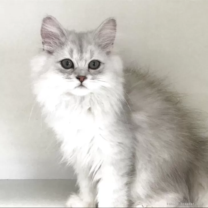 ID:2507-00153の子猫