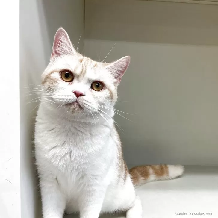 スコティッシュフォールド(立ち耳)【山形県・女の子・2025年1月5日・レッドタビー&amp;ホワイト】の写真1