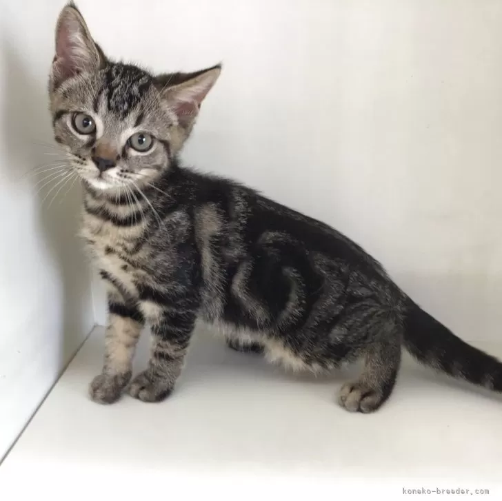 スコティッシュフォールド(立ち耳)【山形県・男の子・2025年7月7日・ブラウンタビー】の写真1