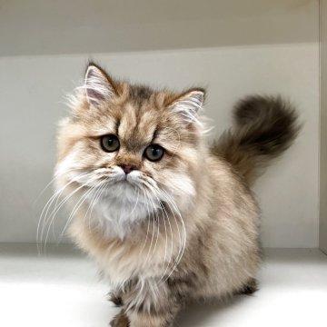 ペルシャ(チンチラ)【山形県・女の子・2025年5月21日・チンチラゴールデン】の写真「可愛い女の子です♪」