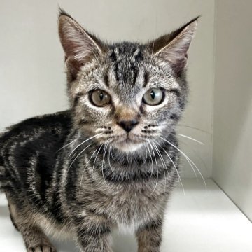 スコティッシュフォールド(立ち耳)【山形県・男の子・2025年7月7日・ブラウンタビー】の写真「可愛い男の子です🩷」