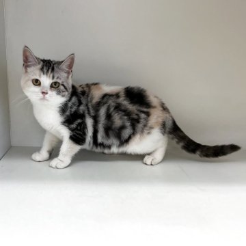 スコティッシュフォールド(立ち耳)【山形県・女の子・2025年6月9日・キャリコ】の写真「可愛い女の子です❤️」