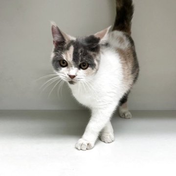 セルカークレックス【山形県・女の子・2025年5月25日・ダイリュートキャリコ】の写真「可愛い女の子です♪」