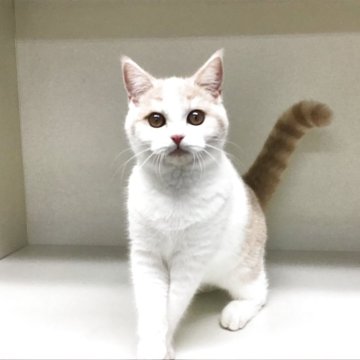 セルカークレックス【山形県・女の子・2025年5月25日・クリームタビー&ホワイト】の写真「可愛い女の子です♪」