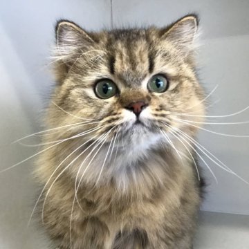 ペルシャ(チンチラ)【山形県・女の子・2024年3月14日・チンチラゴールデン】の写真「可愛い女の子、最終価格になります。」