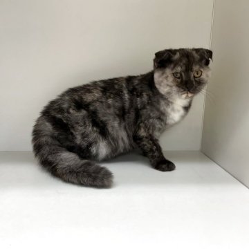 スコティッシュフォールド(折れ耳)【山形県・女の子・2025年6月9日・シルバーパッチドタビー】の写真「可愛い女の子です❤️」