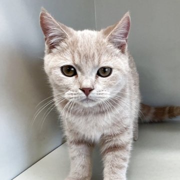 スコティッシュフォールド(立ち耳)【山形県・男の子・2025年7月7日・クリームタビー】の写真「可愛い男の子です❤️」