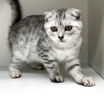 スコティッシュフォールド(折れ耳)【山形県・女の子・2025年6月1日・シルバータビー】の写真「可愛い女の子です♪」