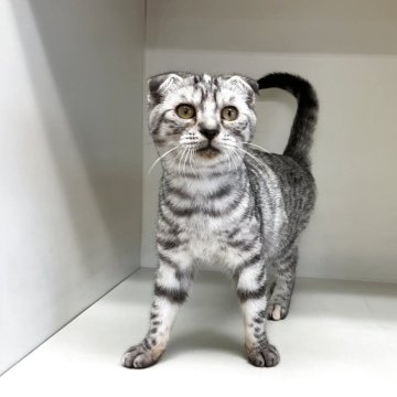 スコティッシュフォールド(折れ耳)【山形県・女の子・2025年6月1日・シルバータビー】の写真「可愛い女の子です♪」