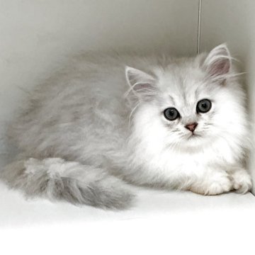 ペルシャ(チンチラ)【山形県・男の子・2025年8月12日・チンチラシルバー】の写真「可愛い男の子です❤  MC691」