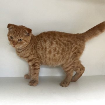 スコティッシュフォールド(折れ耳)【山形県・男の子・2025年6月9日・レッドタビー】の写真「可愛い男の子です🩷」
