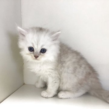 ペルシャ(チンチラ)【山形県・男の子・2025年8月12日・チンチラシルバー】の写真「可愛い男の子です❤」