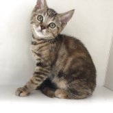 スコティッシュフォールド(立ち耳)