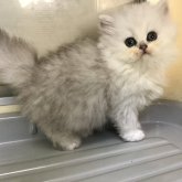 ペルシャ(チンチラ)