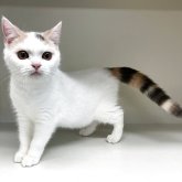 セルカークレックス