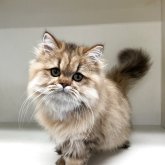 ペルシャ(チンチラ)