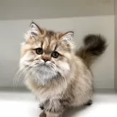 ペルシャ(チンチラ)