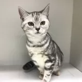 スコティッシュフォールド(立ち耳)【山形県・女の子・2024年7月26日・シルバーパッチドタビー】の写真1