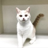 セルカークレックス