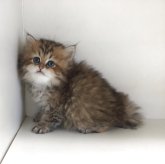 ペルシャ(チンチラ)