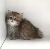 ペルシャ(チンチラ)