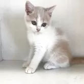 セルカークレックス