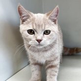 スコティッシュフォールド(立ち耳)