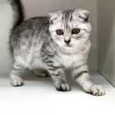 スコティッシュフォールド(折れ耳)