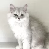 ペルシャ(チンチラ)【山形県・女の子・2025年5月21日・チンチラシルバー】の写真1