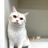 スコティッシュフォールド(立ち耳)