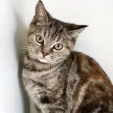 スコティッシュフォールド(立ち耳)