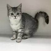 アメリカンショートヘアー×ペルシャ【山形県・女の子・2024年8月15日・シルバータビー】の写真1