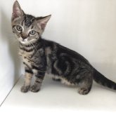 スコティッシュフォールド(立ち耳)