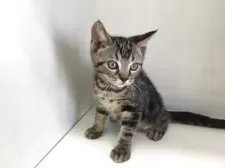 スコティッシュフォールド(立ち耳)【山形県・男の子・2025年7月7日・ブラウンタビー】の写真2