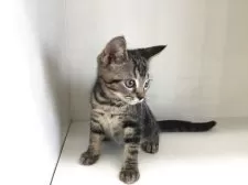 スコティッシュフォールド(立ち耳)【山形県・男の子・2025年7月7日・ブラウンタビー】の写真3